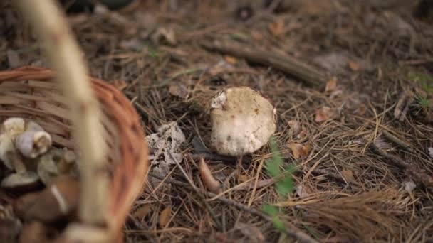 Närbild Svamp Växer Skogen Med Kvinnliga Vita Händer Skär Svamp — Stockvideo