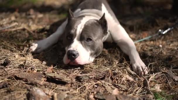 Close Portret Van Amerikaanse Staffordshire Terrier Liggend Het Herfstbos Rondkijkend — Stockvideo