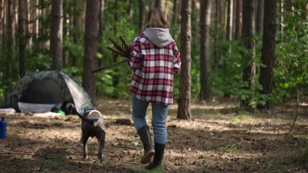 Живая Камера Показывает Молодую Женщину Идущую Собакой Палатку Опускающую Ветки — стоковое видео
