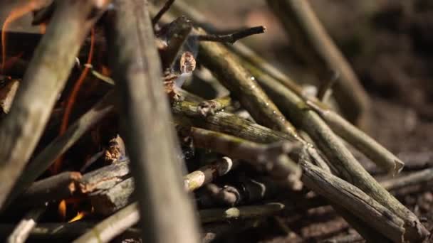 Röd Låga Brinner Brasan Närbild Lägereld Solig Skog Utomhus Långsamma — Stockvideo