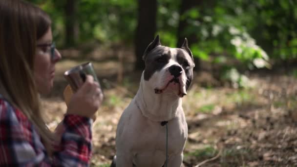 Portré Magabiztos Fajtiszta Amerikai Staffordshire Terrier Erdőben Homályos Eszik Zsemlét — Stock videók