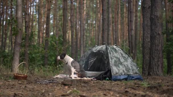 Szerokie Ujęcie Psa Siedzącego Namiocie Lesie Pozdrawiającego Kobietę Zbliżającą Się — Wideo stockowe