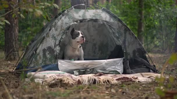Weitschossener Neugieriger Hund Der Aus Dem Zelt Läuft Und Zeitlupe — Stockvideo