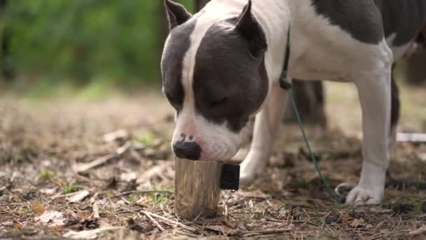 Portret Van Hondendrinkwater Uit Stalen Mok Die Het Zonnige Bos — Stockvideo