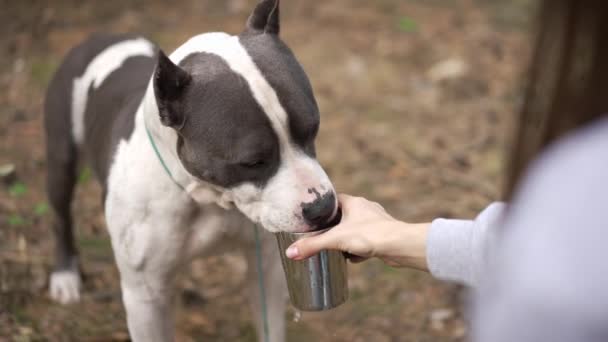 Purebred American Staffordshire Terrier Drinkwater Uit Stalen Mok Slow Motion — Stockvideo
