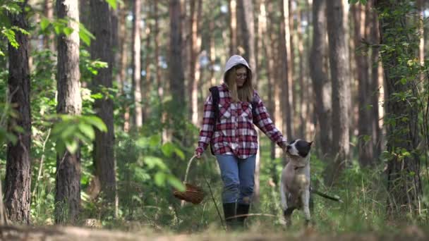 在森林里与古玩狗玩耍的快乐女人带着宠物走了 白人旅行者在林地里采摘蘑菇 与纯洁的美国斯塔福德郡一起享受休闲 — 图库视频影像