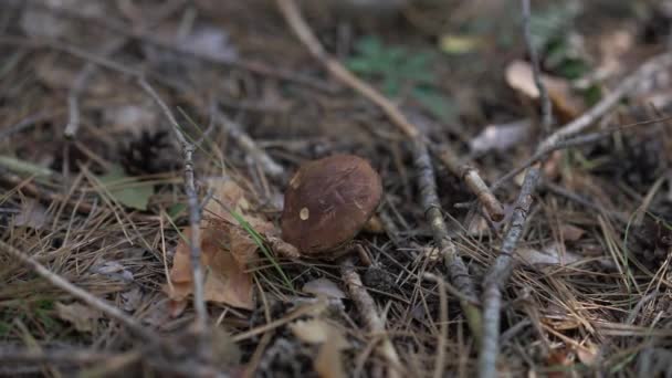 森林草地上的特写蘑菇 阴影缓慢地经过 雌蜂用刀割真菌 无法辨认的高加索旅行者在户外林地采集真菌 — 图库视频影像