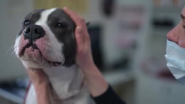 Close-up head of anxious dog with veterinarian holding domestic pet face examining animal in veterinary clinic. Professional Caucasian woman treating American Staffordshire Terrier indoors