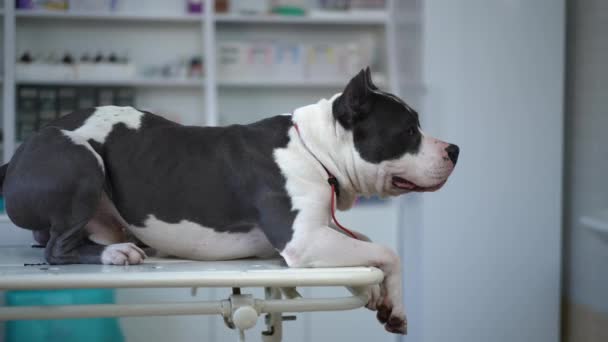 Curios Purebred Dog Lying Examination Couch Veterinary Clinic Unrecognizable Veterinarian — Stockvideo