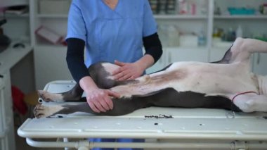 Veteriner kliniğindeki muayene koltuğunda köpek bacağı tutan tanınmamış beyaz kadın veteriner. Yetişkin hasta safkan hayvan bakımı. Köpek ilacı konsepti