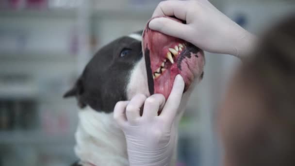 Close Purebred American Staffordshire Terrier Unrecognizable Caucasian Veterinarian Examining Dog — Video Stock