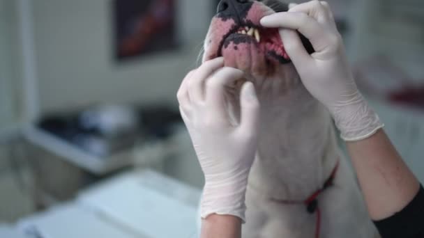 Американский Стаффордширский Терьер Облизывал Нос Ветеринаром Открывая Челюсть Исследуя Зубы — стоковое видео
