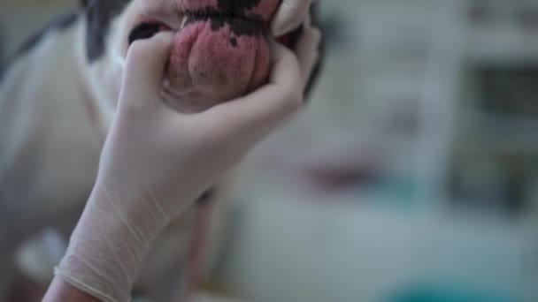 Крупным Планом Ветеринар Открывает Челюсть Американского Стаффордширского Терьера Замедленной Съемке — стоковое видео