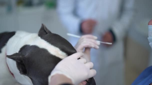 兽医用一次性纤维擦拭从狗嘴里提取样本 白人女性对纯正听话的美国斯塔福德郡的慢动作分析 — 图库视频影像