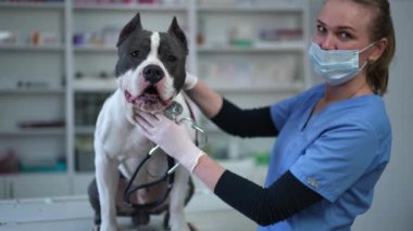 Cepheden gelen bilgilere göre Amerikalı Staffordshire Teriyeri yavaş çekimde poz veriyor ve veteriner içeride klinikte. Saf köpek portresi ve kameraya bakan beyaz kadın. Köpek sağlığı