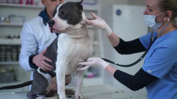 American Staffordshire Terrier Veterinary Clinic Doctor Listening Auscultation Assistant Caressing — Vídeo de Stock