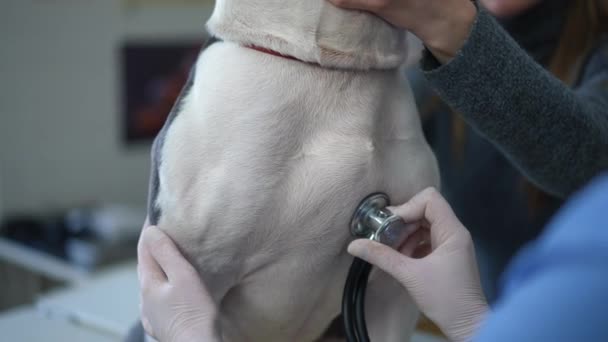 Close Chest Young Purebred American Staffordshire Terrier Veterinarian Hand Using — Video Stock