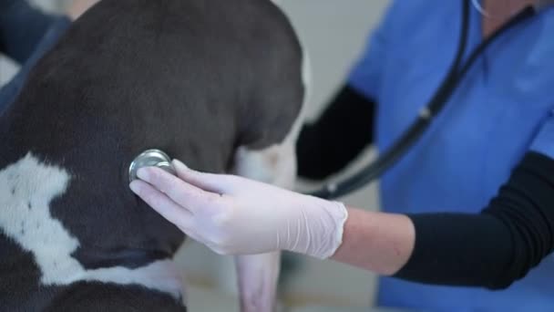 Крупный План Прослушивания Неузнаваемой Собаки Ветеринарной Клинике Замедленной Съемке Рука — стоковое видео