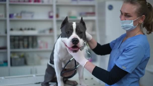积极的兽医抚摸着纯洁的美国斯塔福德郡的头 看着镜头 室内兽医诊所中自信的白人妇女与幼犬的画像 — 图库视频影像