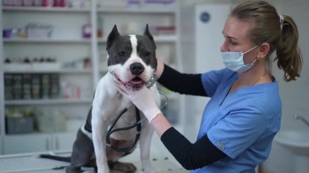 Joyful Dog Licking Veterinarian Talking Pet Veterinary Clinic Laughing Positive — Video Stock