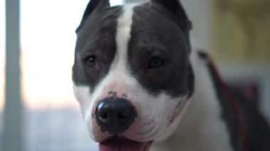 Veteriner kliniğinde kapalı yerde oturan meraklı safkan köpeğin yakın plan yüzü. Genç, kendinden emin Amerikan Staffordshire Teriyeri ağır çekimde etrafa bakıyor.