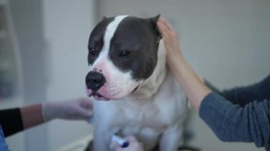 Veterinerlik kliniğinde evcil hayvanı örnekleme için hazırlayan endişeli köpeğin yakın plan portresi. Endişeli safkan Amerikan Staffordshire Teriyeri ağır çekimde etrafa bakıyor.