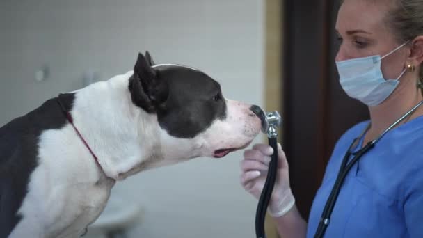 Side View Smiling Veterinarian Standing Stethoscope Curios Dog Sniffing Licking — Stockvideo