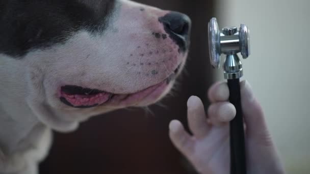 Close Stethoscope Curios Unsure Dog Sniffing Medical Instrument Turning Slow — Vídeo de Stock