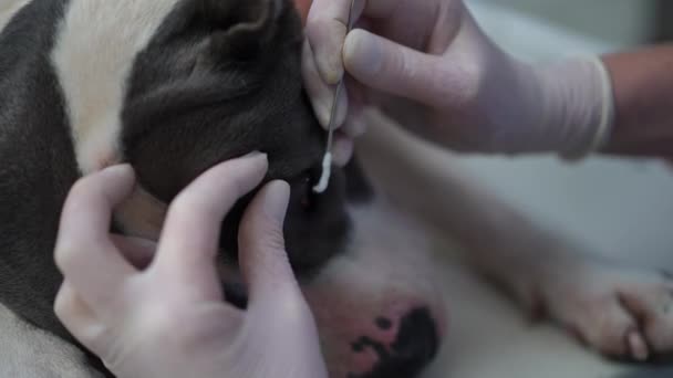 Собака Крупным Планом Ветеринарным Анализом Мазком Волокна Замедленной Съемке Глаза — стоковое видео