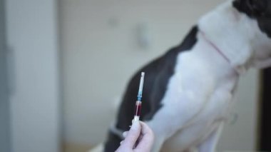 Close-up dog blood test in syringe with anxious worried purebred pet at background. Sad ill American Staffordshire Terrier undergoing medical examination in veterinary clinic indoors