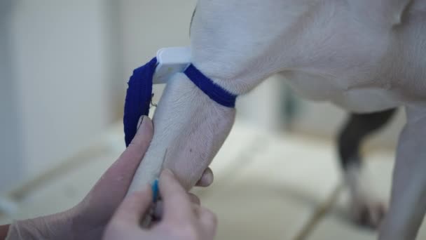 Крупным Планом Вводят Иглу Шприца Берут Образец Крови Собаки Ветеринарной — стоковое видео
