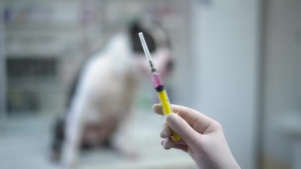 Close Pink Drug Syringe Female Caucasian Hand Blurred Dog Background — Stockvideo