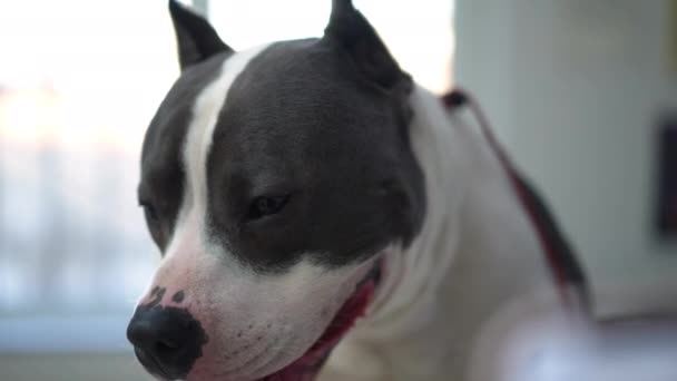 Side View Close Dog Waiting Veterinary Clinic Looking Away Purebred — Video Stock