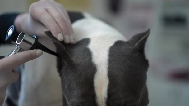 Переживал Собака Крупным Планом Неузнаваемой Женщиной Использует Ветеринарный Отоскоп Клинике — стоковое видео