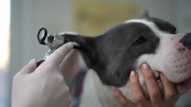 美国斯塔福德郡泰瑞埃的头像 女手托着脸 兽医用耳镜检查耳朵 无法辨认的白人医生正在为纯种狗做体格检查 — 图库视频影像