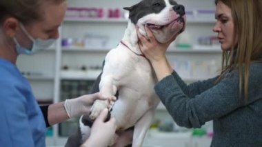 Yandan bakan genç bir kadın köpekle veteriner gibi konuşuyor pençelerini yavaş çekimde kesiyor. Beyazların sahibi ve doktoru, veterinerlikteki Amerikan Staffordshire Teriyeri 'nin safkanlığıyla ilgileniyor.