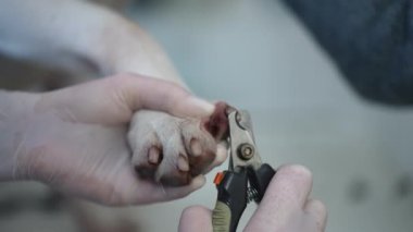Close-up trimming pet claws in slow motion in veterinary clinic indoors. Unrecognizable Caucasian veterinarian taking care of purebred dog cutting nails on paw with clipper