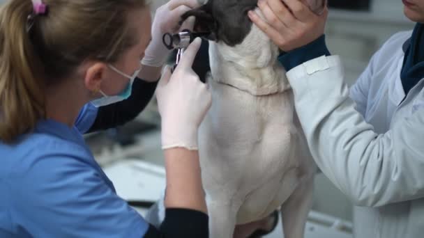 助养犬作为兽医 用耳镜检查慢动作的耳朵 在兽医诊所接受体格检查的无法辨认的纯种美国斯塔福德郡泰瑞埃 — 图库视频影像