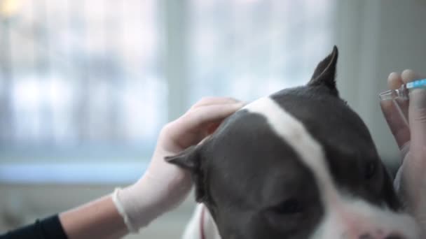 Крупным Планом Американский Стаффордширский Терьер Неузнаваемым Ветеринаром Прививающим Капли Ушах — стоковое видео