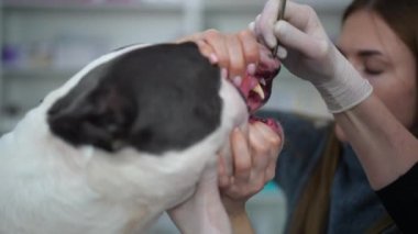 Amerikan Staffordshire Teriyeri 'nin dişlerini ağır çekimde temizleyen veteriner dişleriyle yakın plan çenesi. Veteriner kliniğinde hoşnutsuz bir köpek. Köpek dişçiliği ve hijyen konsepti