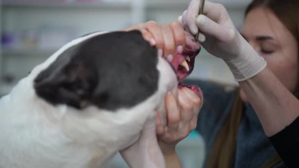 Zbliżenie Szczęki Amerykańskiego Staffordshire Terrier Weterynarzem Czyszczącym Zęby Zwolnionym Tempie — Wideo stockowe