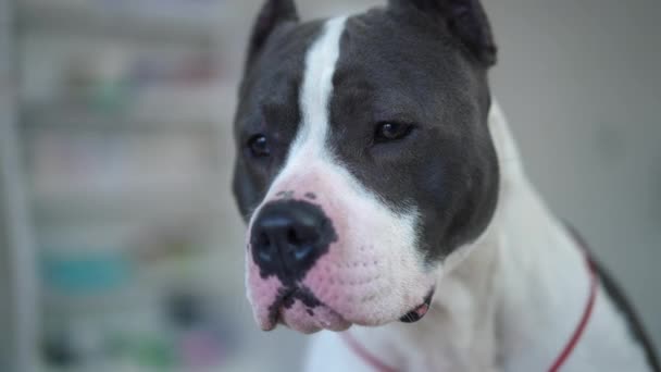 Slow Motion Panning Serious Confident Dog Sitting Veterinary Clinic Waiting — Stockvideo