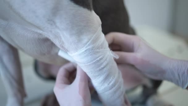 Close Bandaging Hondenbeen Injectie Slow Motion Onherkenbare Blanke Dierenarts Verzorgen — Stockvideo