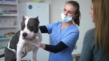 Amerikan Staffordshire Teriyeri 'ni klinikte inceleyen, kendine güvenen profesyonel veterinerin portresi. Kafkasyalı kadın ağır çekimde köpeği okşayıp tedaviyi açıklıyor.