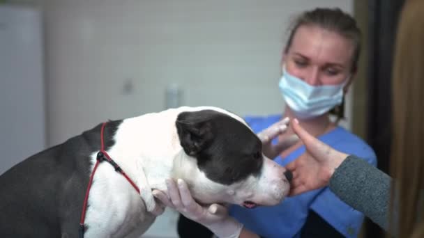 Visão Lateral Curios Cão Com Veterinário Proprietário Apertando Mãos Câmera — Vídeo de Stock
