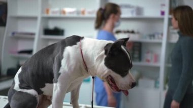 Side view purebred dog sitting in veterinary clinic waiting for owner consulting professional doctor at background. Obedient American Staffordshire Terrier with Caucasian women talking in slow motion
