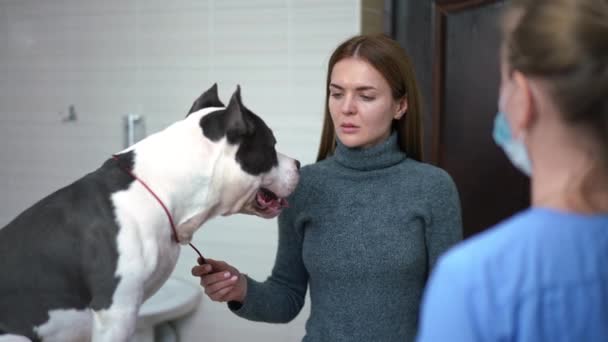 Portrait Concentrated Caucasian Young Woman American Staffordshire Terrier Listening Veterinarian — Video