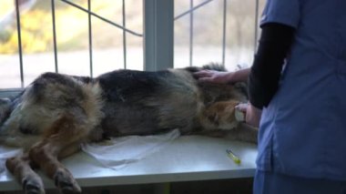 Hasta köpek veteriner kliniğinde elinde pati okşayan bir kadınla yatıyor. Şırıngalı hasta bir hayvan ve kapalı alanda veteriner. Köpek sağlığı ve tedavi kavramı