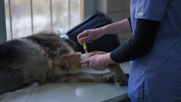 Unrecognizable Veterinarian Injecting Drug Dropper Leg Dog Covered Head Ill — Video Stock