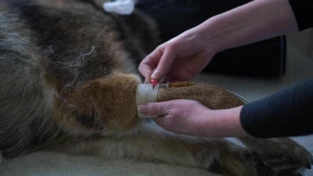 Close Veterinarian Adjusting Dropper Leg Unrecognizable Ill Dog Sick Powerless — Vídeo de Stock
